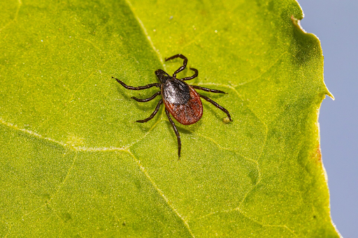 Lyme Disease: Symptoms, Diagnosis, and Treatment Options