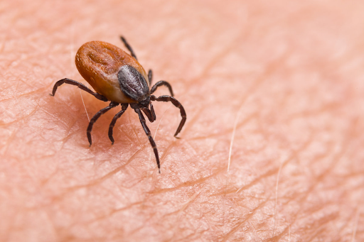 Lyme Disease in Specific Audiences: A Comprehensive Guide