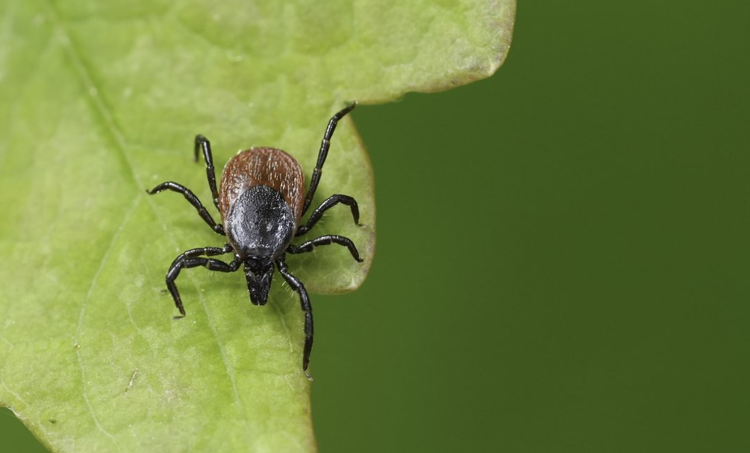 Effective Strategies for Preventing Lyme Disease Stay Safe Outdoors
