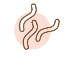 bacteria