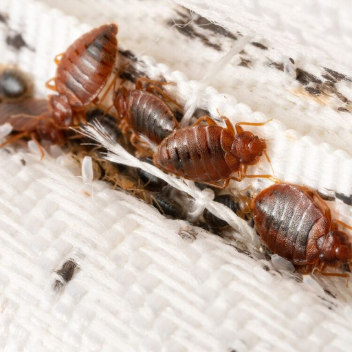 bed-bugs