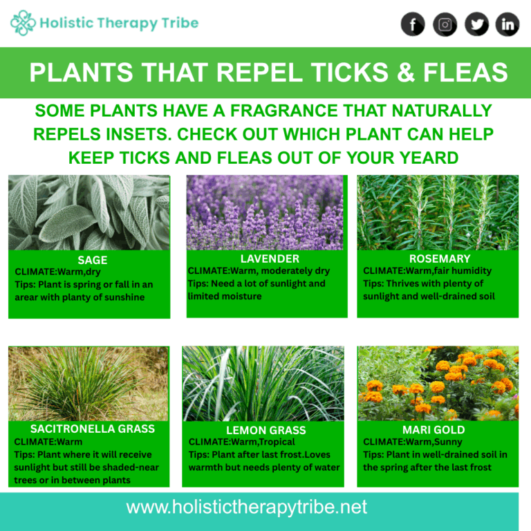  best plants