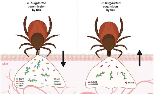 black-legged ticks.