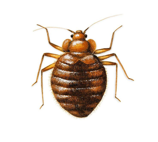 bug