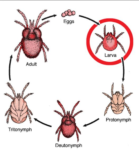 chiggers