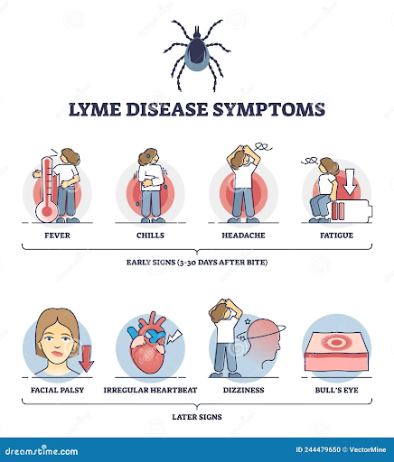 Early Detection of Lyme Illness Help in Recovery.png
