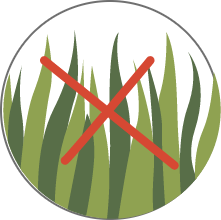 grass