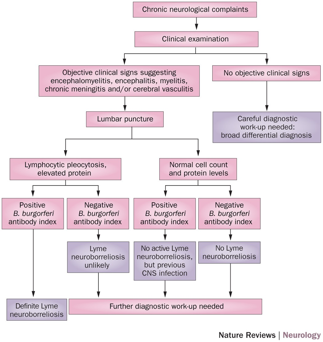 How Is Nervous System Lyme Disease Diagnosed.png
