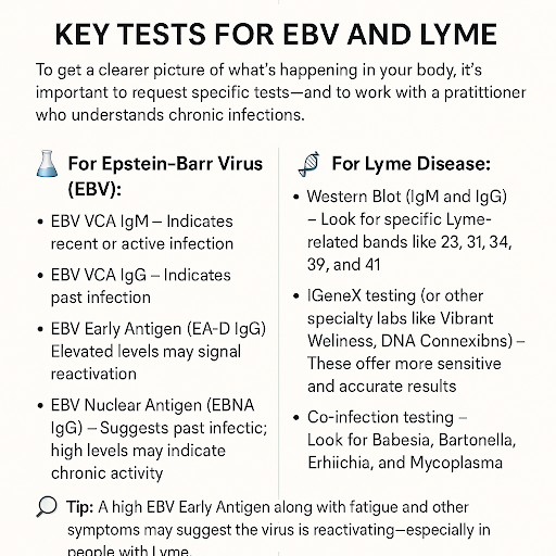 Key Tests for EBV and Lyme