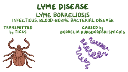 lyme-borreliosis