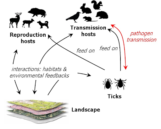 Lyme Disease - Cycle