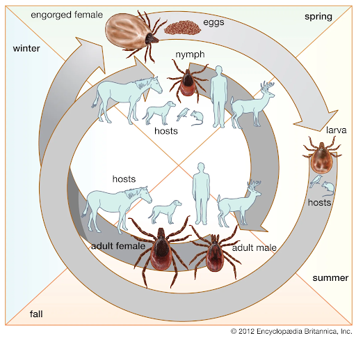 Lyme disease distribution