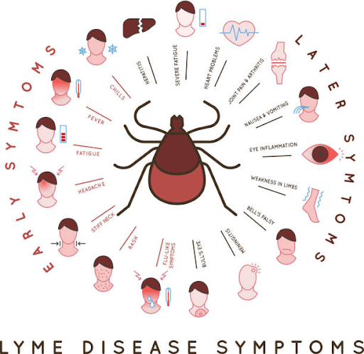 lyme-disease-symptoms