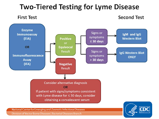 Lyme Disease Testing Techniques