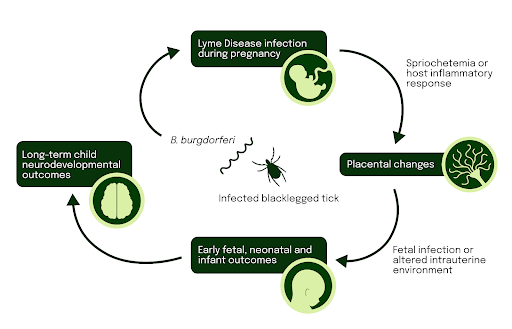 Lyme Disease Treatment During Pregnancy