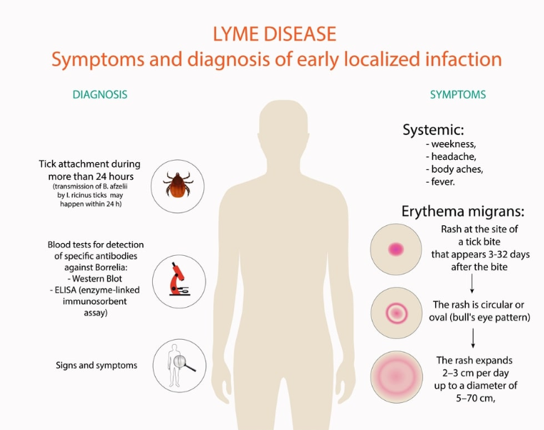 Conditions Are Commonly Misdiagnosed as Lyme Disease.png