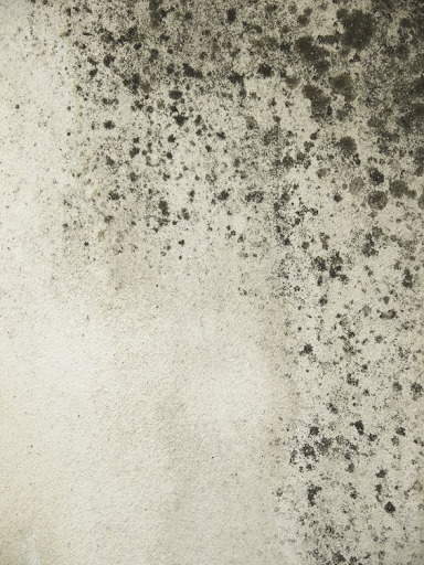 mold
