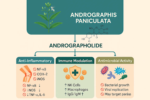 Paniculata