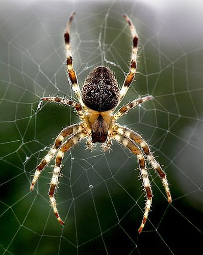 spider