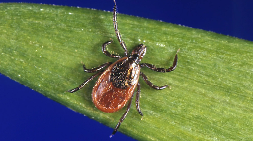 tick
