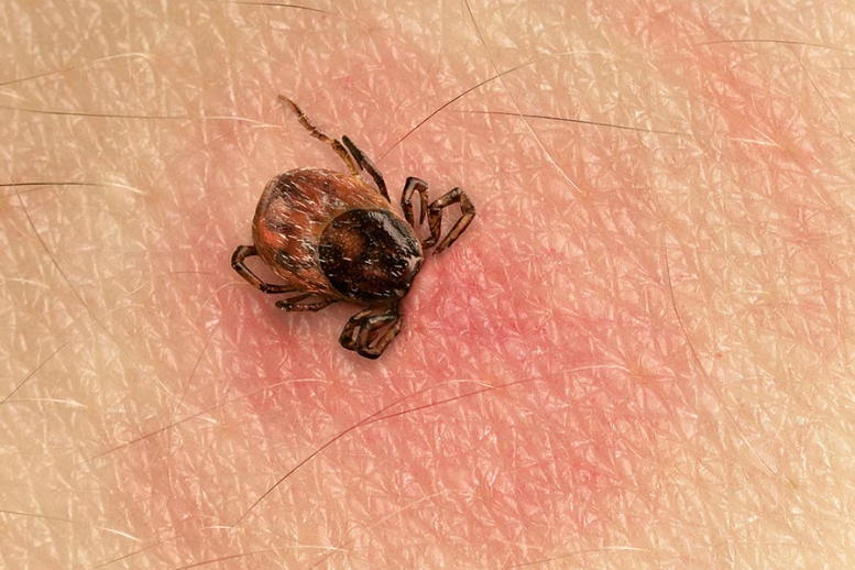 tick