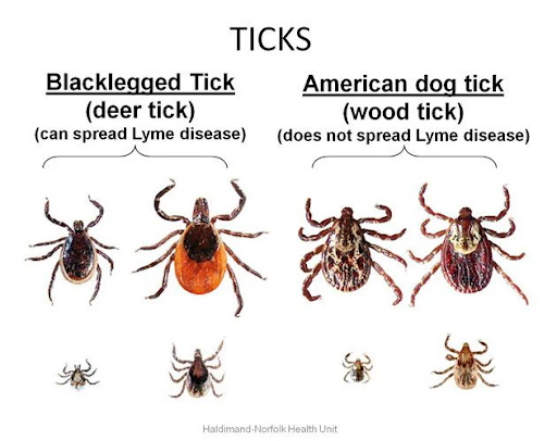 ticks