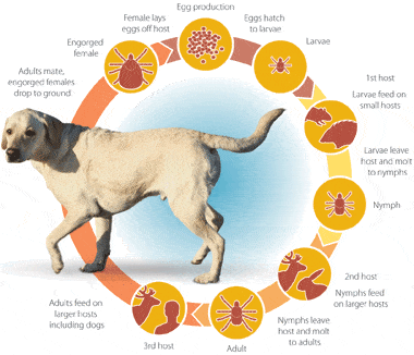 Treatment for Lyme Disease in Pets
