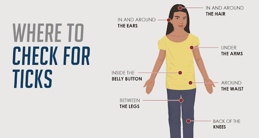tick bites 