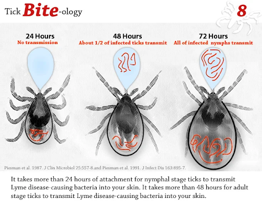 ticks transmit