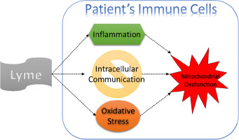 Immune 