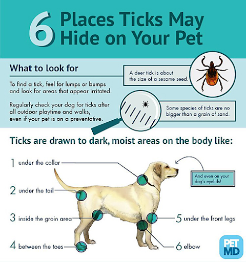  medical issue for pets