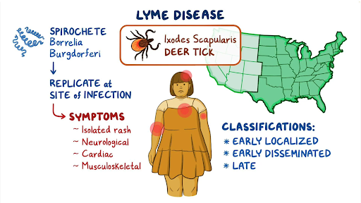 How Ticks Transmit Lyme Disease: Understanding Risks, Symptoms, and Prevention