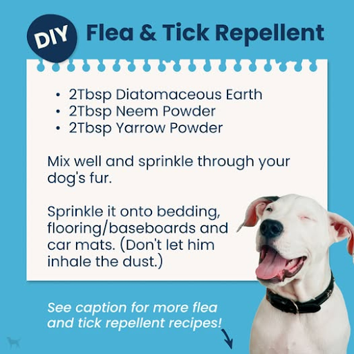 prevention for pets