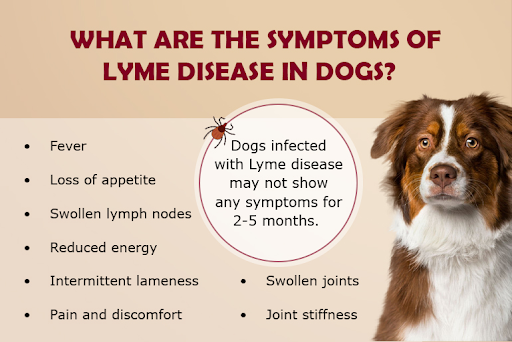 symptoms in dogs