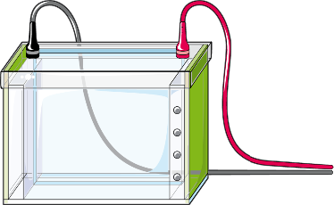 Western Blot